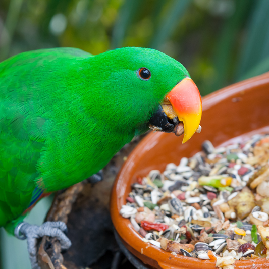 A Guide to Bird Nutrition: Foods to Eat for Healthy Feathers