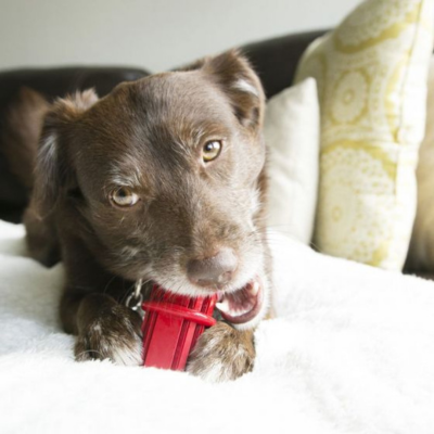 Kong Dental Stick for Dogs