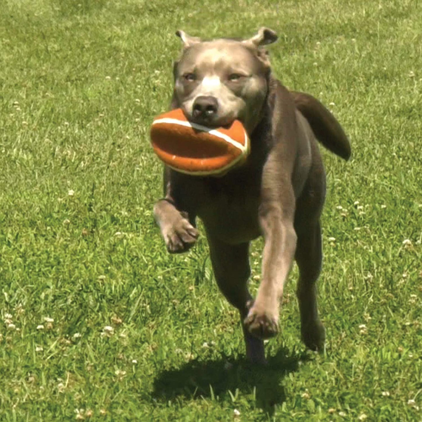 Nylabone Football Dog Toy