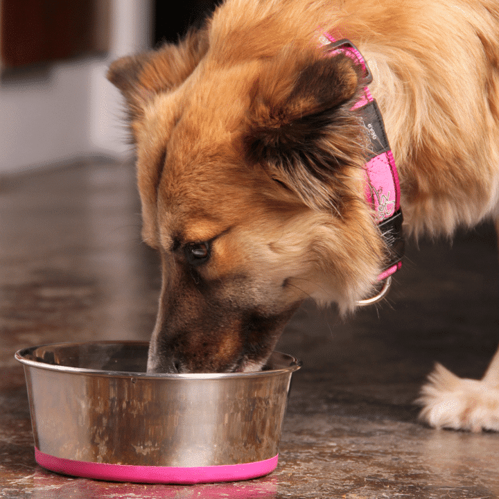 Rogz Slurp Dog Food Bowl