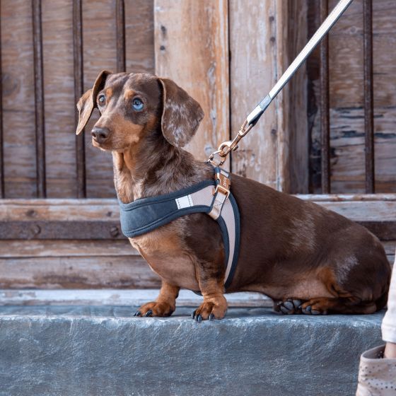 Rogz Urban Fast-Fit Adjustable Dog Harness