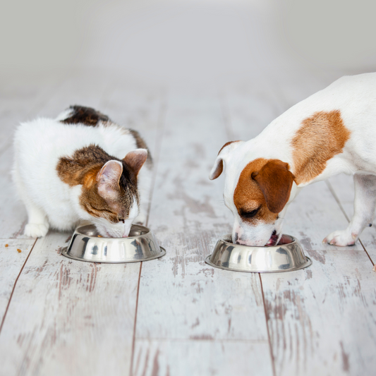 Guide to Selecting the Perfect Food for Cats and Dogs