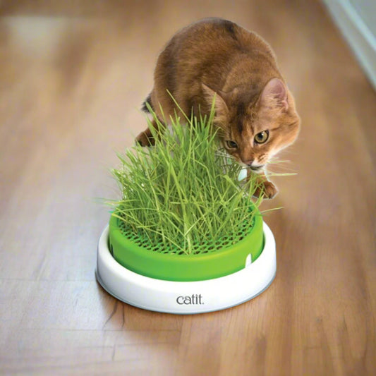 Catit Senses 2.0 Grass Planter for Cats
