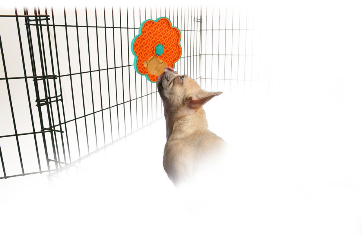All for Paws Calming Pals - Lick-A-Disk for Dogs and Cats