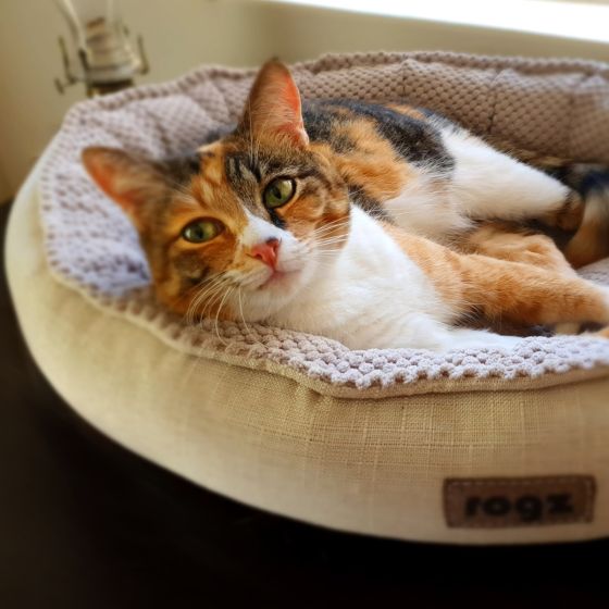 Rogz Athens Oval Cat Bed
