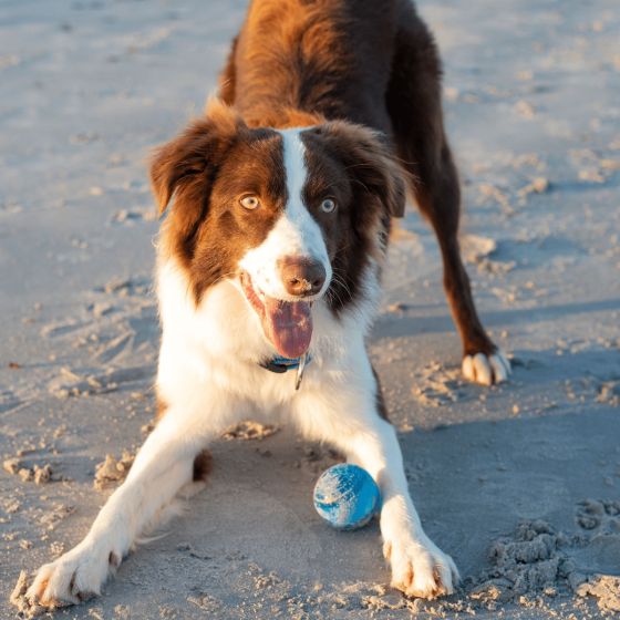 Rogz Squeekz Fetch Ball for Dogs